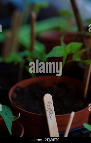 Plantes de poivre croissant dans la serre Banque D'Images