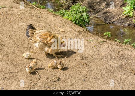 Poule élevée en liberté avec des poussins à côté d'un petit ruisseau à Snettisham, Norfolk. Banque D'Images