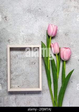 Bannière créative avec fleur de tulipes roses. Afficher avec espace de copie. Concept de la Journée des femmes. Pose à plat Banque D'Images