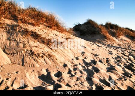 Belle plage avec dunes et buissons à Aveiro, Porto, Portugal Banque D'Images