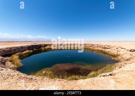 Ojos del Salar Lagoon, Salar de Atacama San Pedro de Atacama, région d'Antofagasta, Chili Banque D'Images