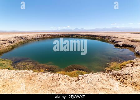 Ojos del Salar Lagoon, Salar de Atacama San Pedro de Atacama, région d'Antofagasta, Chili Banque D'Images