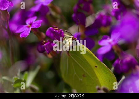 Papillon commun Brimstone femelle (Gonepteryx rhamni) Banque D'Images