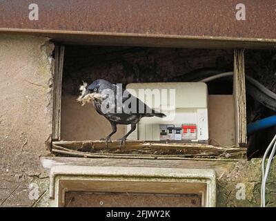 western Jackdaw (Corvus monedula) avec un plumage blanc tacheté inhabituel porte le matériel de nidification à côté exposé Boîte à fusibles électrique en Cumbria, Angleterre, Royaume-Uni Banque D'Images