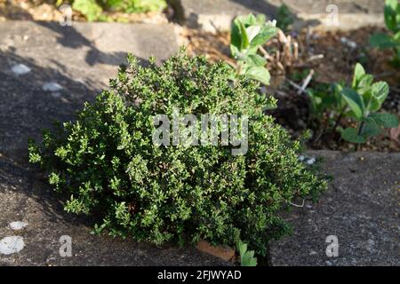 Plante de thym dans un lit d'herbes Banque D'Images