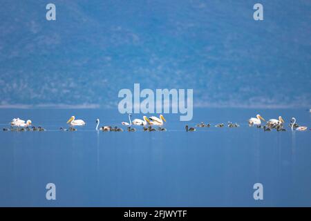 La nidification des plus grands flamants et poussins et des grands pélicans blancs Lac Natron dans le nord de la Tanzanie Banque D'Images