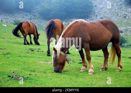 Chevaux paître dans le parc naturel de Gorbeia. Pays Basque. Espagne Banque D'Images