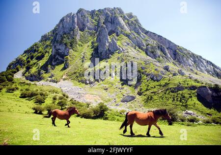 Chevaux paître dans le parc naturel de Gorbeia sous le mont Aizkorrigan. Pays Basque. Espagne Banque D'Images