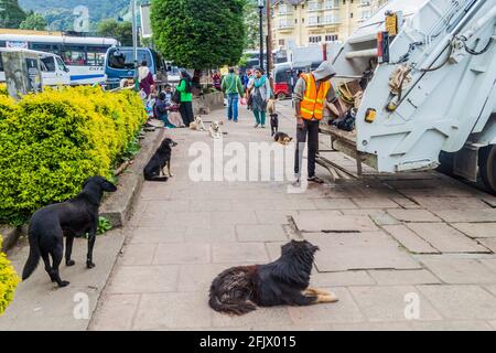 NUWARA ELIYA, SRI LANKA - 16 JUILLET 2016 : les chiens errants regardent les collecteurs de déchets dans la ville de Nuwara Eliya. Banque D'Images