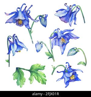 Set bleu fleuri Aquilegia (noms communs: granny's bonnet ou columbine). Aquarelle dessin à la main sur fond blanc. Banque D'Images