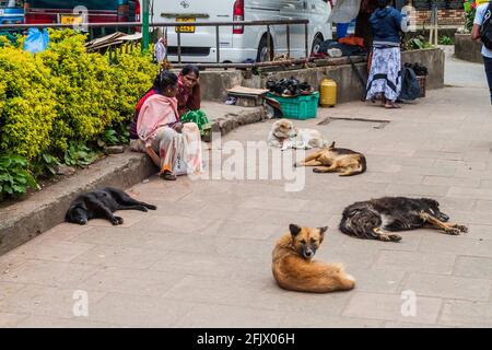 NUWARA ELIYA, SRI LANKA - 17 JUILLET 2016 : chiens errants dans une rue de la ville de Nuwara Eliya. Banque D'Images