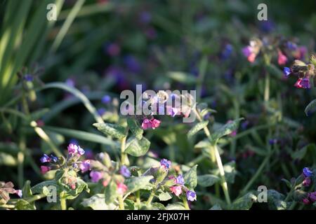 Pulmonaria (Pulmonaria officinalis) ou Lungmoort Banque D'Images