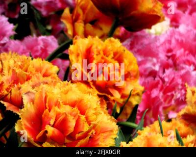 Mélange de tulipes croustillantes colorées. Arrière-plan rose, rouge, orange Banque D'Images