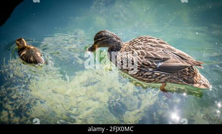 Une femelle de canard mandarin adulte avec canetons. AIX galericulata. Natation au lac de Genève, Suisse. La beauté dans la nature. Banque D'Images