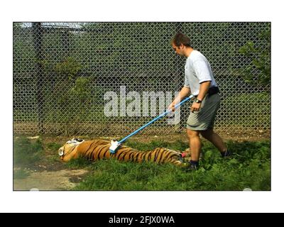 Deux Tigres sibériens, Cuddles et Devoshka ont été aujourd'hui drités et entassés au parc animalier Howletts, près de Canterbury en préparation pour être transportés au parc Lion et Rino en Afrique du Sud dans le cadre d'un bureau de reproduction program.see pour le communiqué de presse pic David Sandison 21/8/2002 Banque D'Images