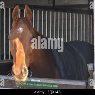 Lambourn Racing ouvert jour, National Hunt Horses Banque D'Images