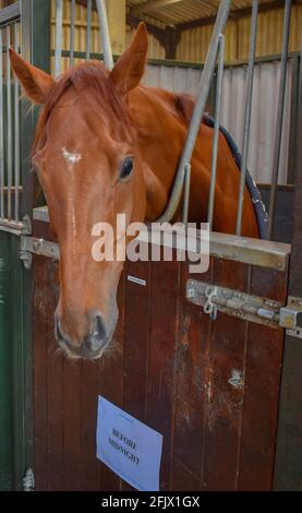 Lambourn Racing ouvert jour, National Hunt Horses Banque D'Images