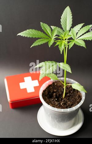 Cannabis médical, symbolique, concept, Bubble Kush Plant et boîte de premiers secours, fond noir avec gradient de lumière Banque D'Images