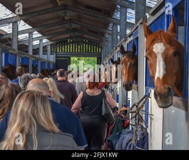 Lambourn Racing ouvert jour, National Hunt Horses Banque D'Images