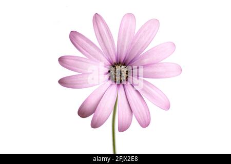 Fleur de cape marguerite violette isolée sur fond blanc. Dimamorphotheca ecklonis Banque D'Images