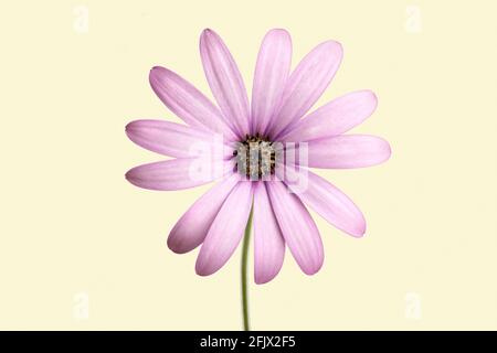 Fleur pourpre de cap marguerite isolée sur fond beige. Dimamorphotheca ecklonis Banque D'Images