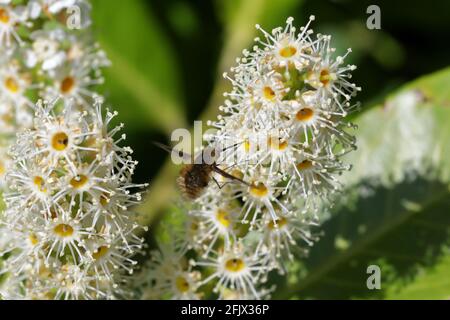 Une mouche d'abeille à bordure foncée (Bombylius Major) se nourrissant sur les fleurs blanches d'un Laurier de cerise (Prunus laurocerasus) Banque D'Images