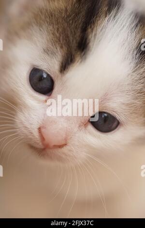 Joli petit chaton blanc gros plan visage portrait. Banque D'Images