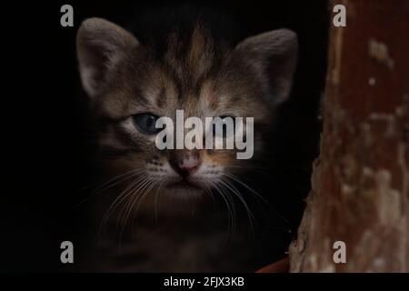 joli chaton gris tabby, gros plan portrait Banque D'Images