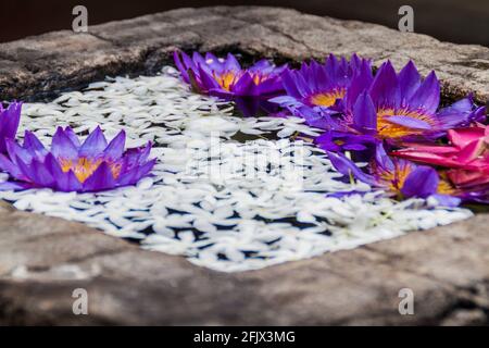 Le Lotus fleurit dans un petit réservoir sur le terrain du Temple de la Lélique des dents sacrées à Kandy, au Sri Lanka. Banque D'Images