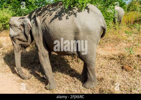 Éléphants Sri Lankais Elepha maximus maximus dans le parc national d'Udawalawe, Sri Lanka Banque D'Images