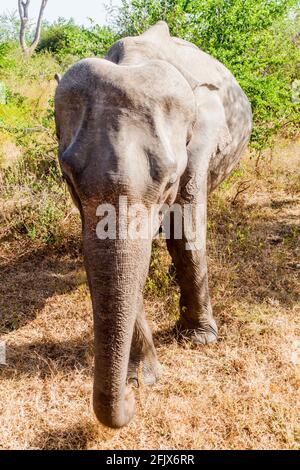 Éléphant sri-lankais Elepha maximus maximus dans le parc national d'Udawalawe, Sri Lanka Banque D'Images