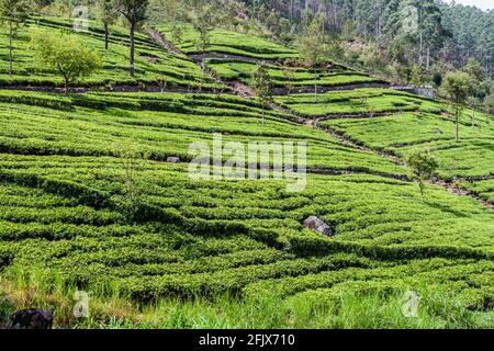 Plantations de thé dans les montagnes près de Haputale, Sri Lanka Banque D'Images
