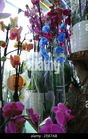 Orchidées pourpres, bleues et orange au Flower Shop Banque D'Images