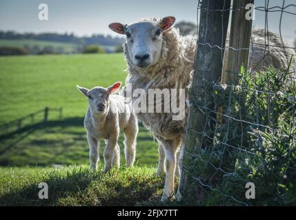 La mère brebis et ses deux agneaux ont marqué 119 de peinture rouge dans un champ sur une ferme anglaise en avril, saison du printemps Banque D'Images