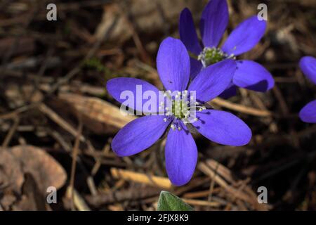 Gros plan de fleurs de printemps Hepatica nobilis avec grains de pollen étincelants et petites mouches sur les pétales. Arrière-plan brunâtre flou. Banque D'Images