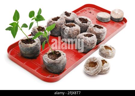 Plants de légumes cultivés en comprimé de tourbe sur palette en plastique sur fond blanc Banque D'Images