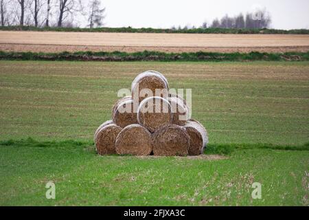 Balles de foin cultivé empilées sur un champ de ressort vert. Photo prise le jour couvert, lumière douce diffusée à travers une couche de nuages. Banque D'Images