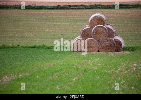 Balles de foin cultivé empilées sur un champ de ressort vert. Photo prise le jour couvert, lumière douce diffusée à travers une couche de nuages. Banque D'Images