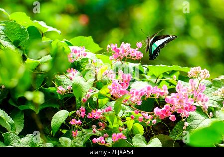 Concept du printemps. Fleurs de papillon et de rose super-réducteur. Arrière-plan de la nature. Banque D'Images