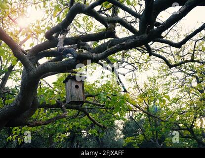 Maison d'oiseau sur arbre. Paisible. Banque D'Images