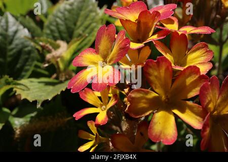 Primula ‘Chêne Leaf Yellow Picotee’, primevent jaune avec des marges orange rouge et des feuilles lisses vert foncé, avril, Angleterre, Royaume-Uni Banque D'Images
