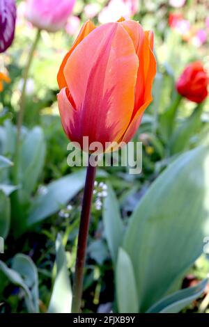 Tulipa ‘Princess Irene’ ‘Prinses Irene’ Triumph tulipe 3 Princess Irene tulipe - fleurs orange, rouge violet flammes, avril, Angleterre, Royaume-Uni Banque D'Images