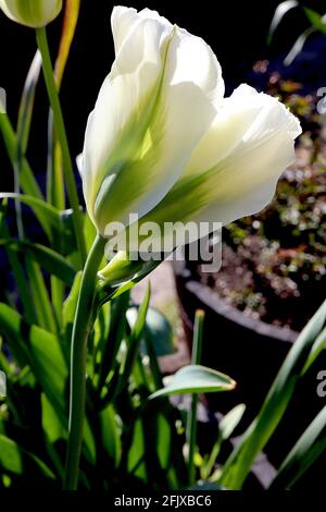 Tulipa ‘Spring Green’ Viridiflora 8 tulipe verte de printemps - fleurs crème, flamme verte vive, avril, Angleterre, Royaume-Uni Banque D'Images