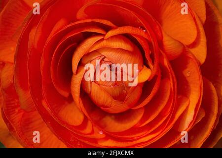 Gros plan extrême du centre d'une fleur de ranunculus orange. Banque D'Images