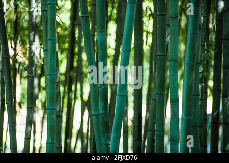 Gros plan sur Bamboo Forrest à Damyang Banque D'Images