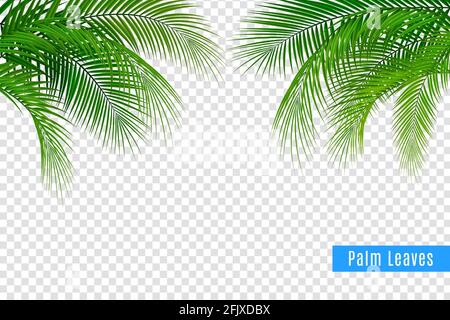 Feuilles tropicales branche de paume composition réaliste de cadre avec fond transparent et des groupes de feuilles avec illustration vectorielle de texte Illustration de Vecteur