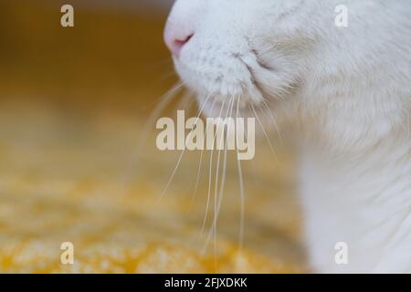 Profil d'un chat blanc, en se concentrant sur les whiskers. Banque D'Images
