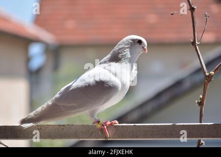 Un bel pigeon blanc de race pure se dresse sur un bar et un arrière-plan flou le jour ensoleillé du printemps à l'extérieur Banque D'Images