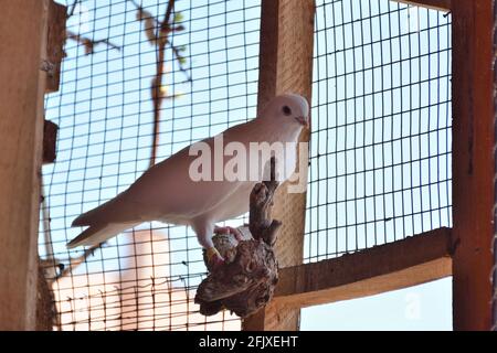 Le pigeon blanc de race pure se dresse sur des branches dans une cage à oiseaux en bois un jour de printemps ensoleillé Banque D'Images