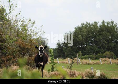 Holstein vache frisonne dans le pâturage. Une vache noire et blanche dans les terres agricoles. Banque D'Images